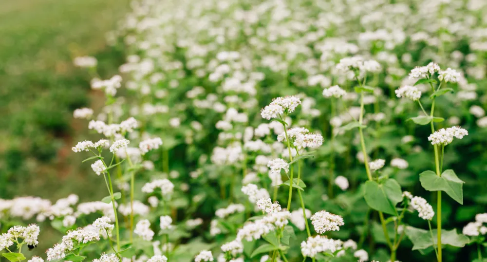 PEI plants
