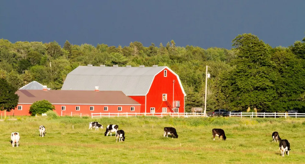Dairy cows graze in field in St. Peters, PEI