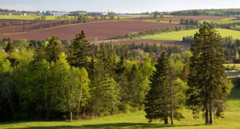 Forests of PEI Forests of PEI