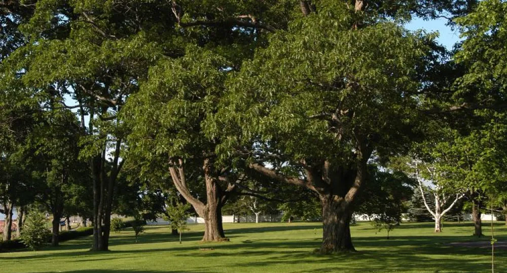 red oak trees