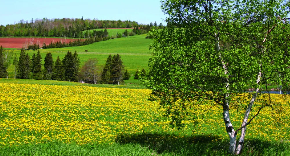 Field in Prince Edward Island