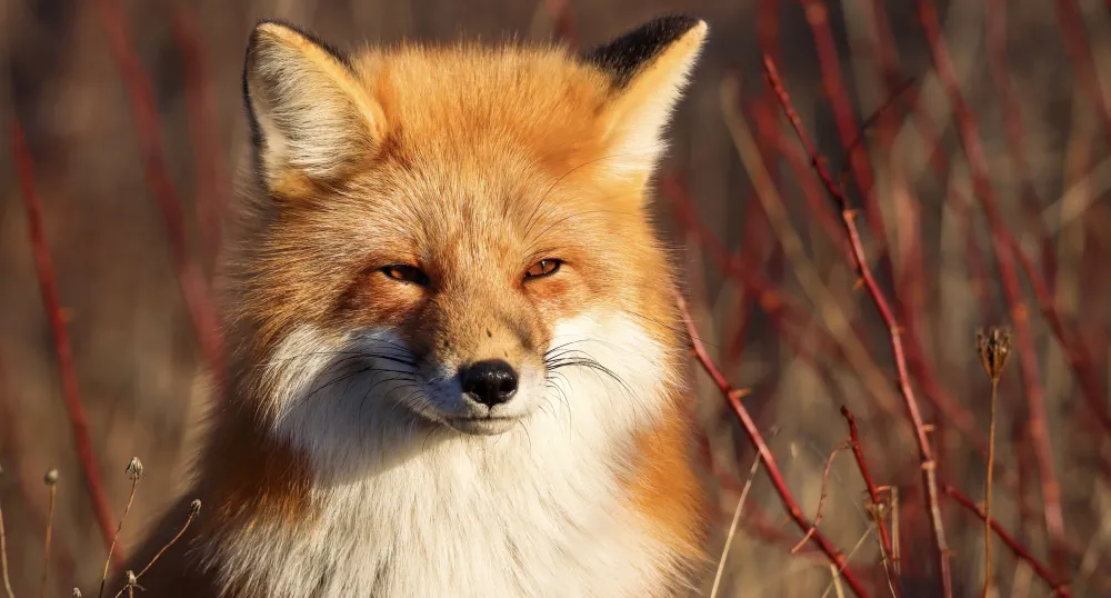 Red Fox (Photo: Spencer Haakman) Red Fox (Photo: Spencer Haakman)