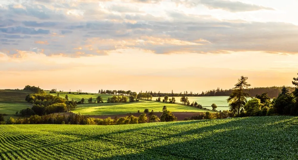 Agriculture Resiliency Program Picture of farm fields in PEI
