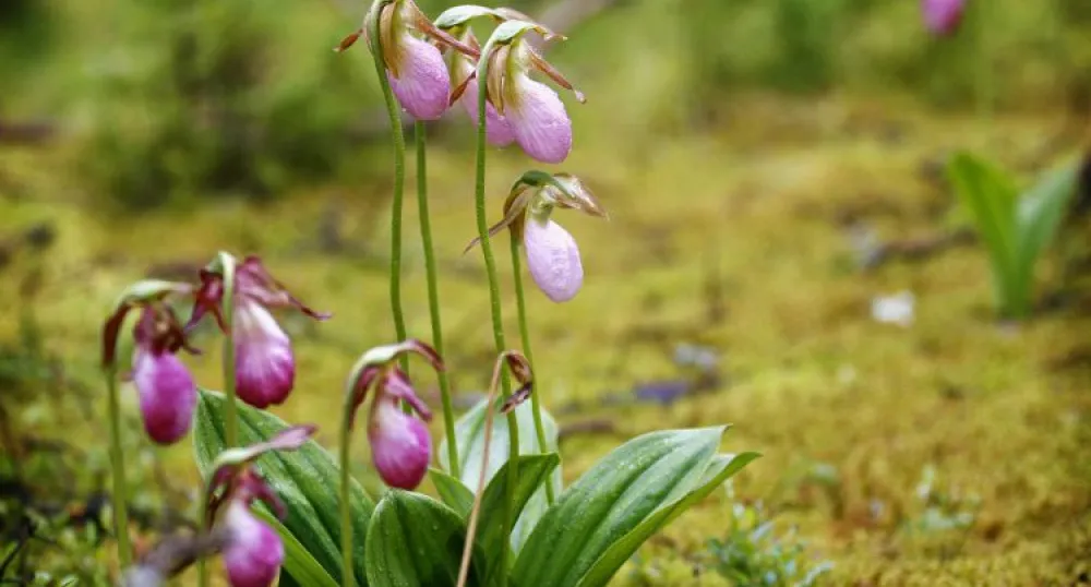 PEI&#039;s official flower Lady&#039;s Slipper