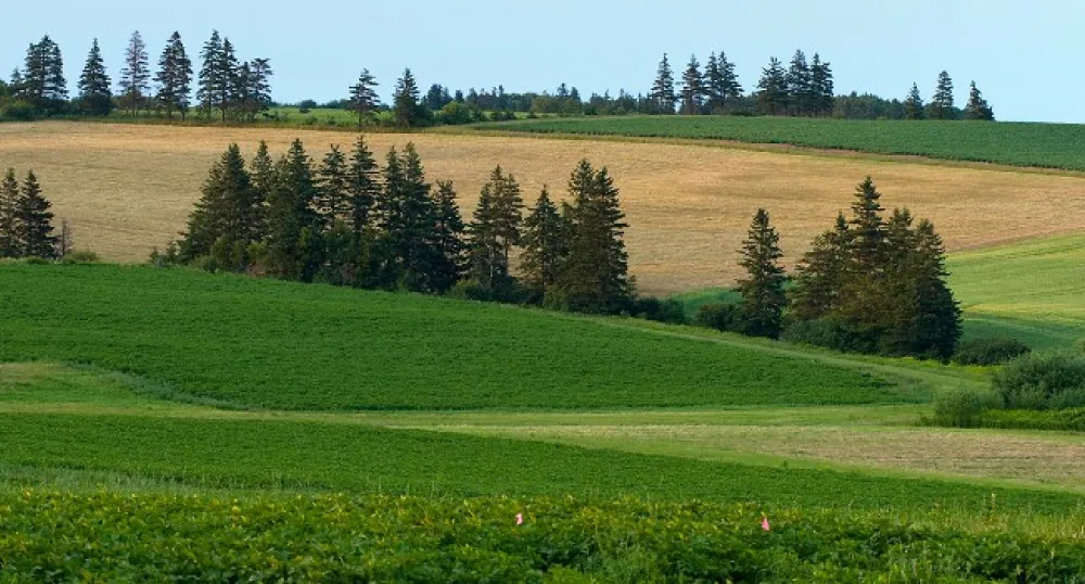 field and trees in Prince Edward Island