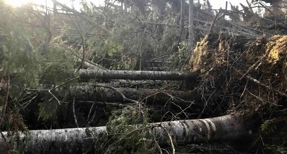 Picture of downed trees after Hurricane Fiona