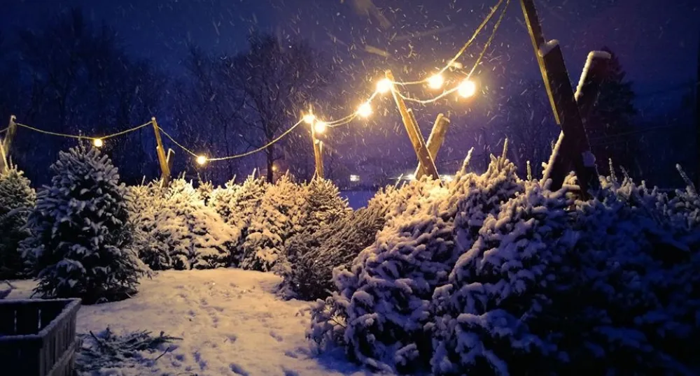 Christmas Trees for Sale