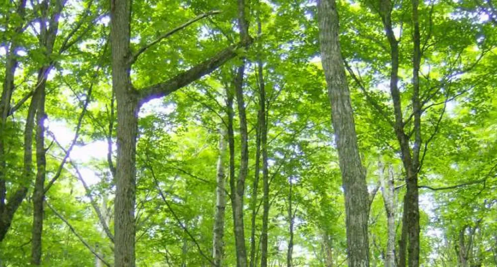 Hardwood stand in full leaf in Valleyfield, PEI