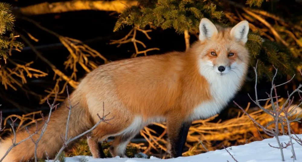 Image of red fox in winter, Prince Edward Island, (c) Tourism PEI