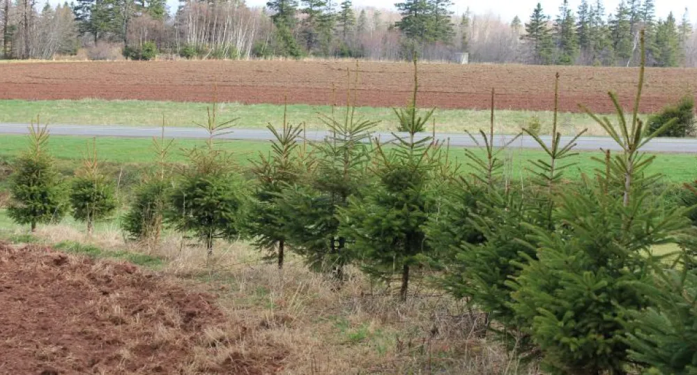 Hedgerow to illustrate Greening Spaces program