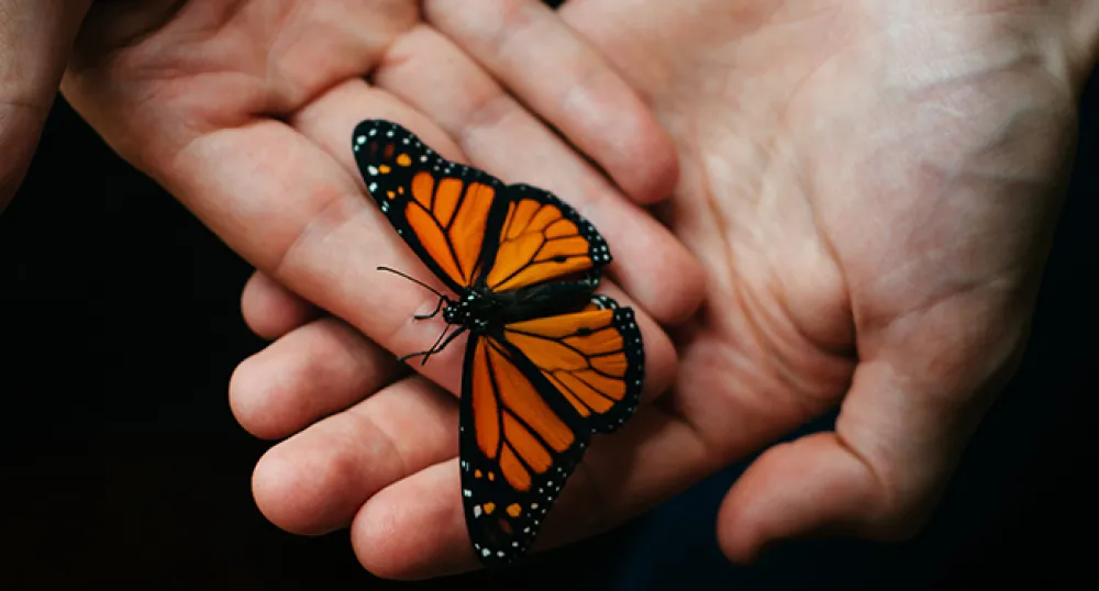 Student Well-being Team Drop-in Clinics Picture of hands holding a beautiful black and orange butterfly
