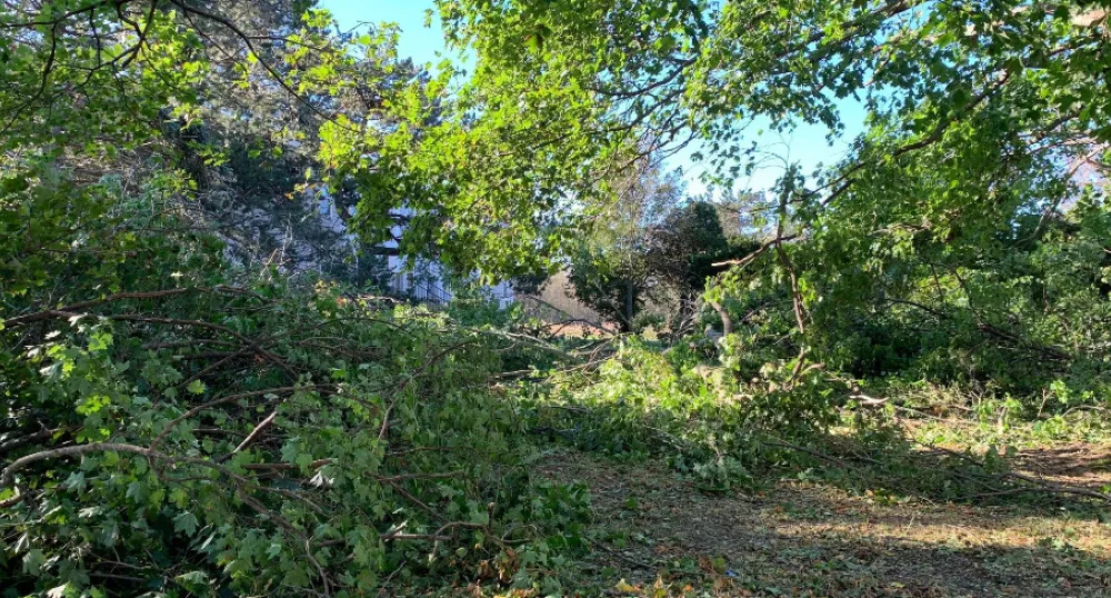 Debris drop-off options for post-Fiona cleanup image of downed trees