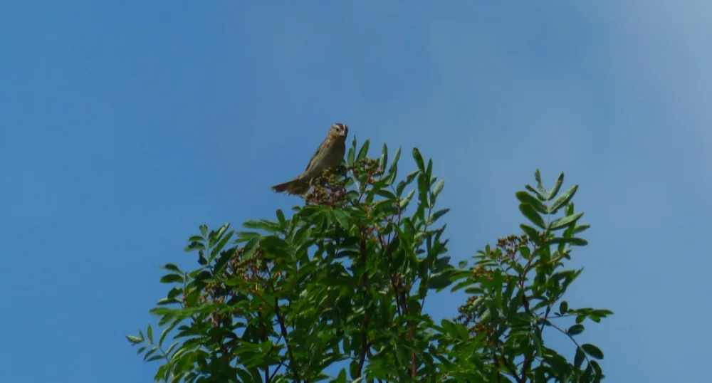 bird sitting on tree