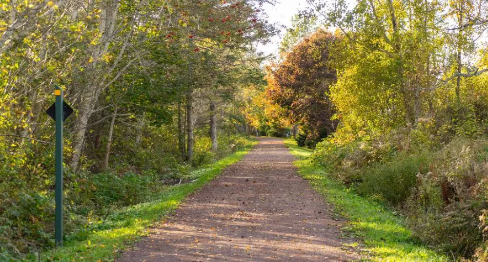 image of a wide trail with autumn coloured trees on either side of the trail