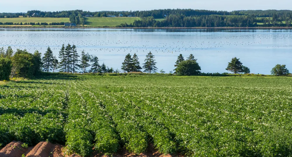 Potato field