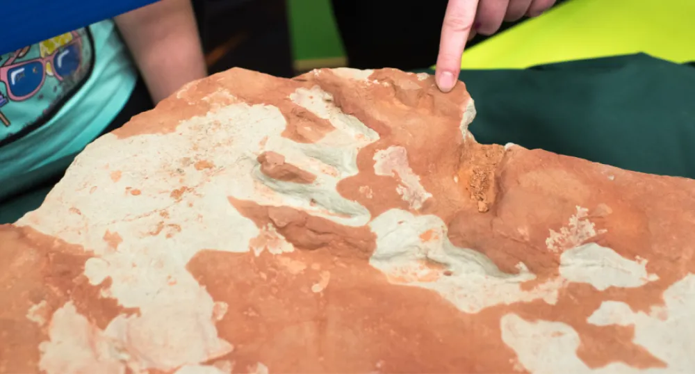 Child pointing at an Island fossil