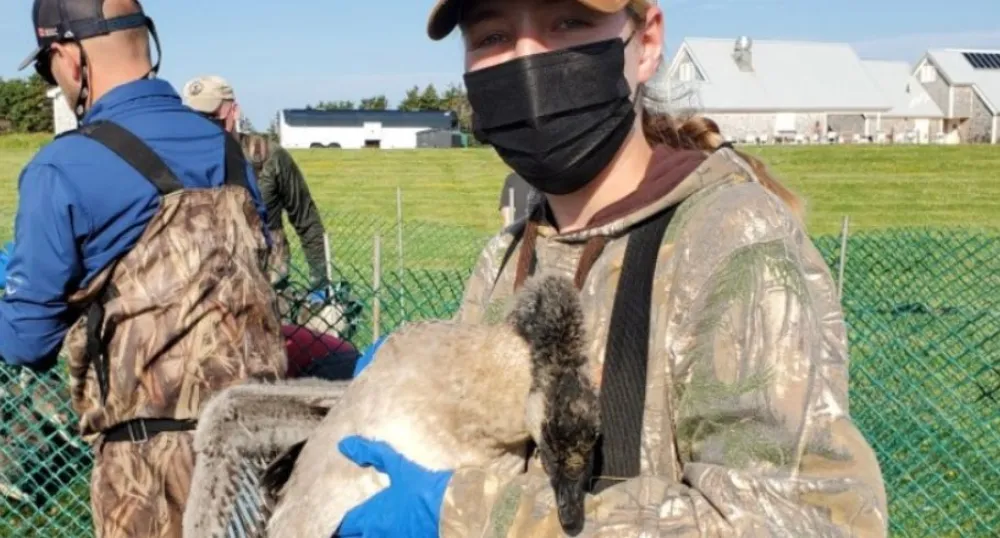 image of girl holding goose
