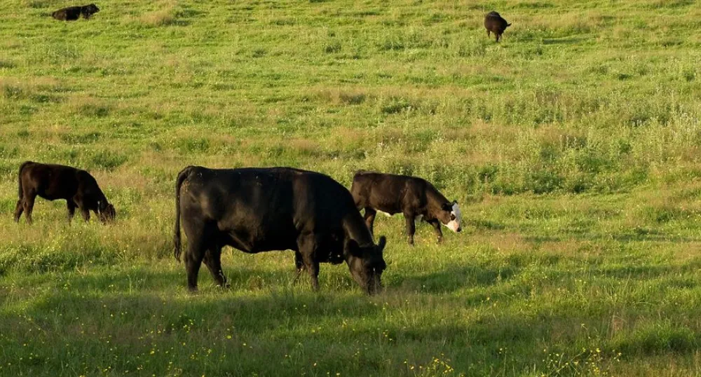 Photo of cows in a field 