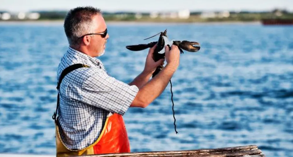 person on a boat measuring lobster