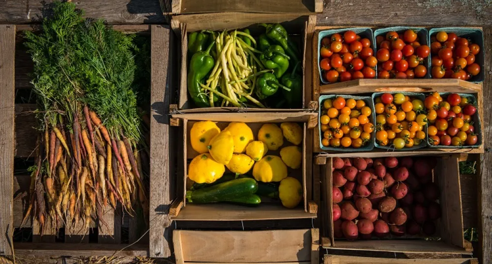 Photo of carrots, peppers, beans, tomatoes, potatoes and squash
