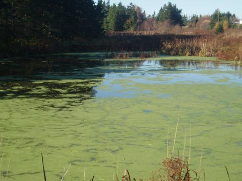 Photo of Duckweed on a pond