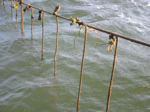 Sections of rope (1-2 metres long) are suspended from a long rope in the water to collect free swimming mussel larvae