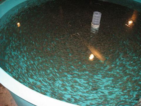 Hundreds of small fish are swimming in a circular pattern in a large blue tank. There is a pipe emerging from the water in the middle of the tank. 