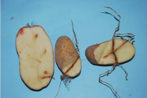 Yellow nutsedge roots growing through potato tubers
