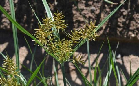 Flowering yellow nutsedge