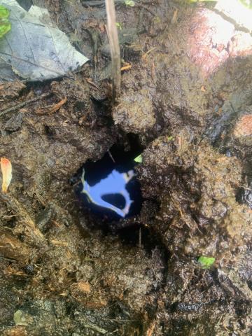Soil that is poorly drained so has water inside