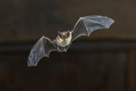 Bat