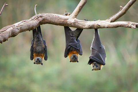 Bats Hanging