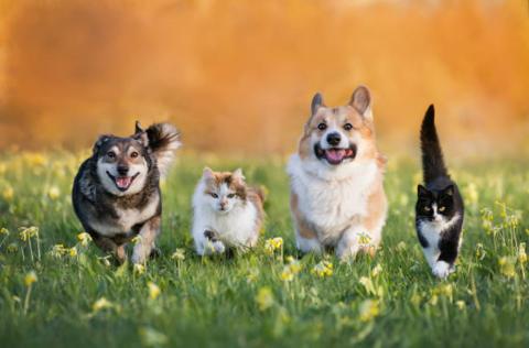 Dogs and Cats