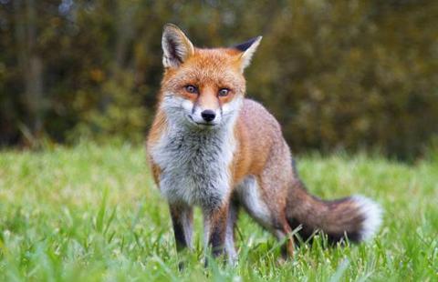 Fox