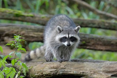 Raccoon 