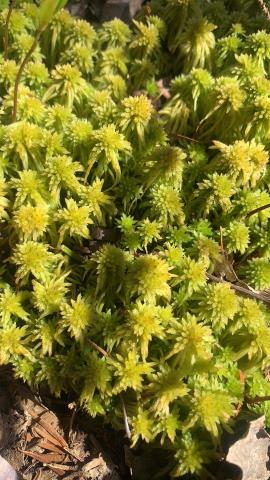 Sphagnum