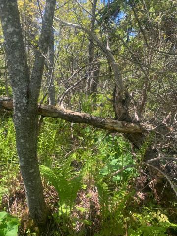 Example of a potentially environmentally sensitive feature within a forested area