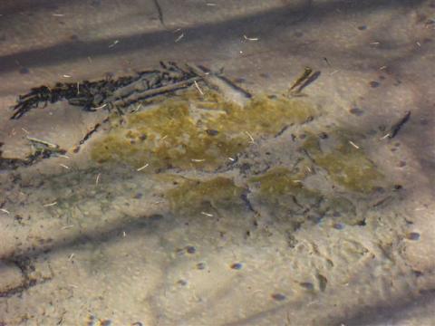 Orange slime in an artesian spring