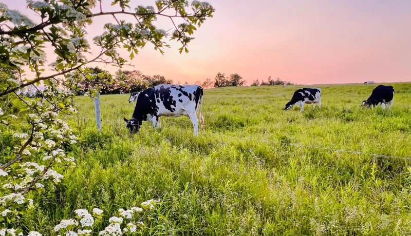 Dairy cows in pasture field at sunset