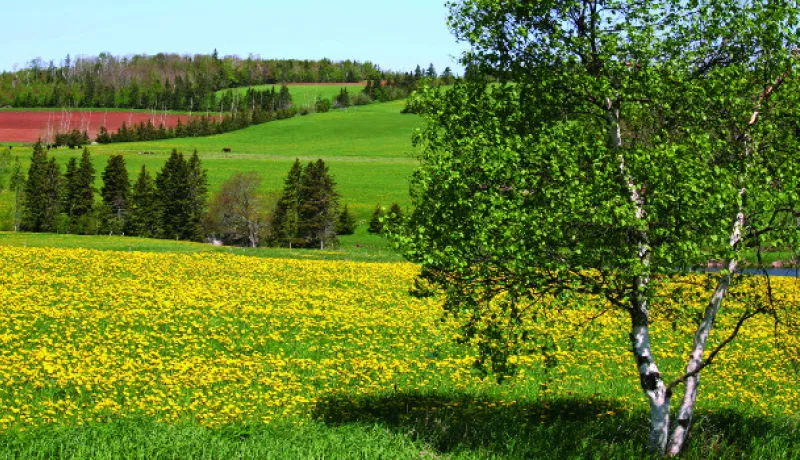 Field in Prince Edward Island