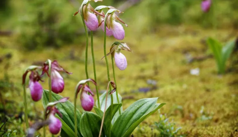 PEI&#039;s official flower Lady&#039;s Slipper