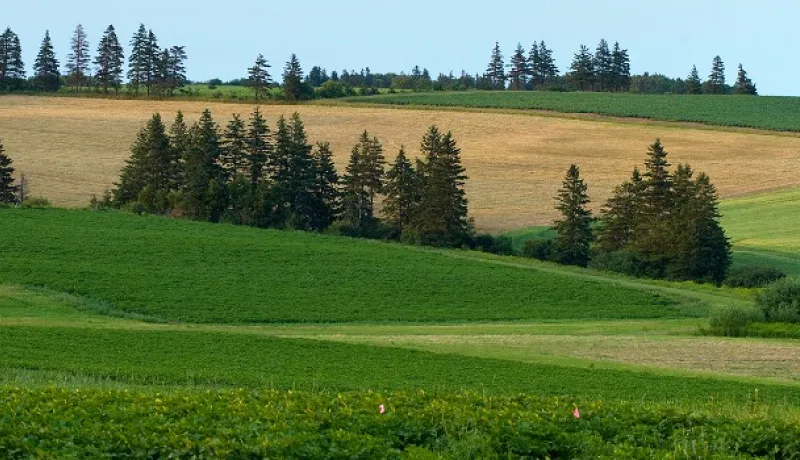 field and trees in Prince Edward Island