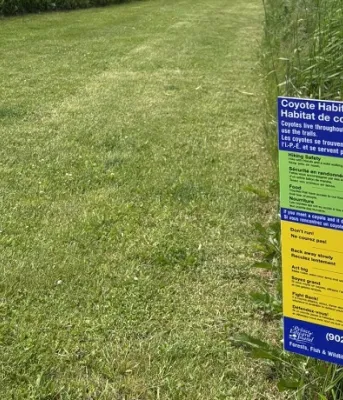 Présence de coyotes dans le réseau de sentiers d’Upton Farmlands et de Beach Grove