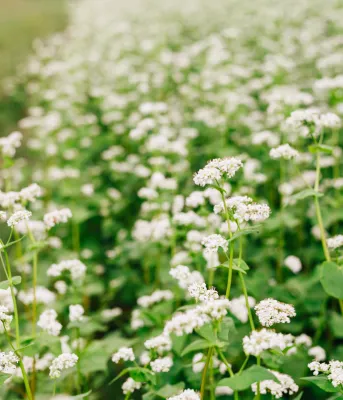 PEI plants