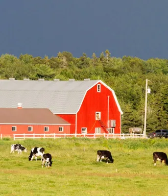Dairy cows graze in field in St. Peters, PEI