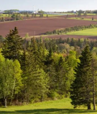 Forests of PEI Forests of PEI