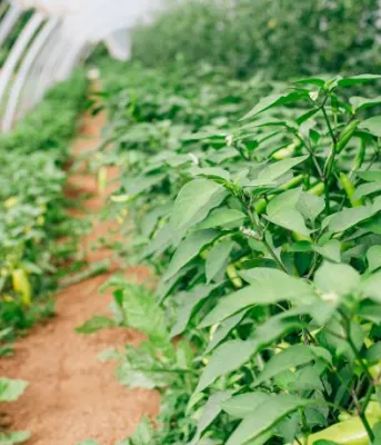 A photo of plants growing in a greenhouse