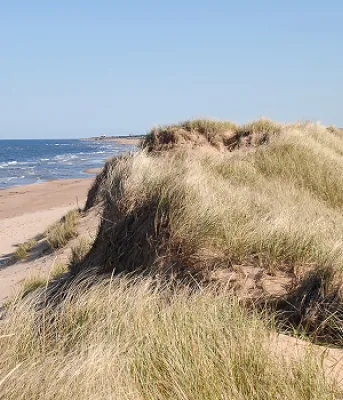 Image of dunes and a beach