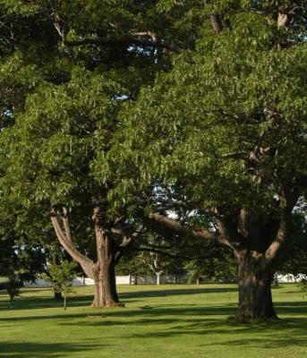 red oak trees