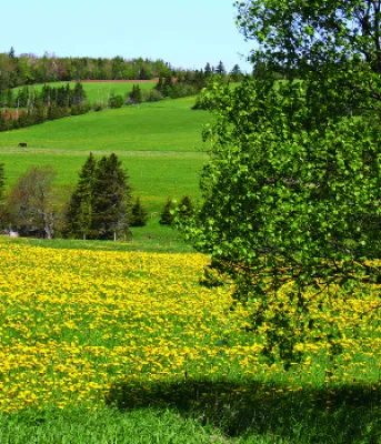 Field in Prince Edward Island
